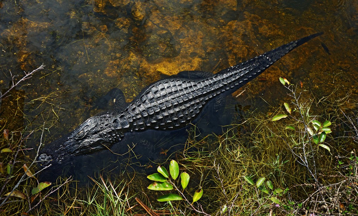 Florida Rundreise: Route für 2 Wochen (Miami, Keys, Orlando & mehr) 4 Alligator in den Everglades