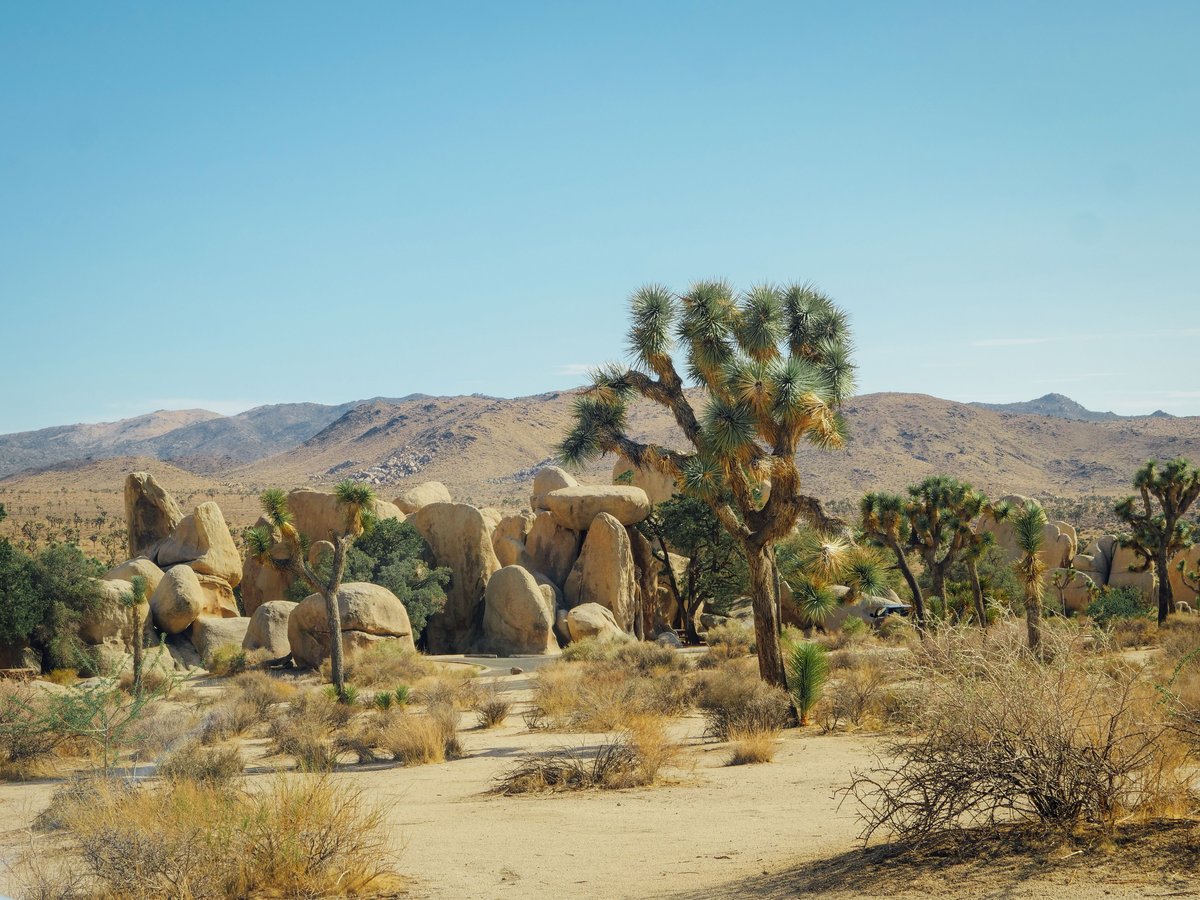 Westküste USA: Route für 3 Wochen (mit Highway 1 & Joshua Tree) 6 Josua-Palmlilien im Joshua-Tree-Nationalpark